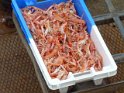 2011-09-26 17-03-55 Port de Guilvinec-Debarquement du poisson MBo